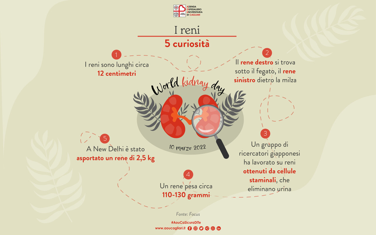 5 curiosità rene